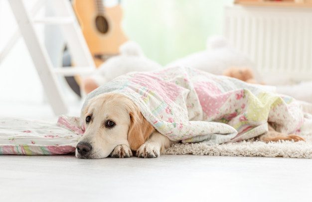 Condomínio pode proibir animais
