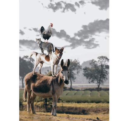 Regras para animais, antes de me mudar para um condomínio?